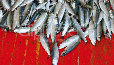 Various freshly caught fish on sale