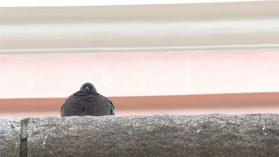 A barn swallow bird facing backward 4K FS700 Odyssey 7Q