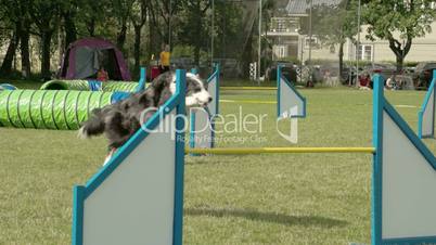 A big dog doing a long jump on the stick 4K FS700 Odyssey 7Q