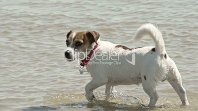 A cute dog off to a beach 4K FS700 Odyssey 7Q
