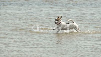 Small dog running on the beach 4K FS700 Odyssey 7Q