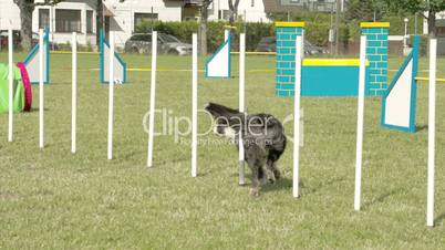 A dog crossing over ten sticks in a dog show 4K FS700 Odyssey 7Q