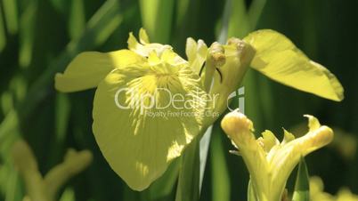 A yellow iris flower petal 4K FS700 Odyssey 7Q
