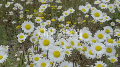 White daises on the field 4K FS700 Odyssey 7Q
