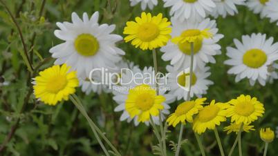 Yellow and white daisies waving 4K FS700 Odyssey 7Q