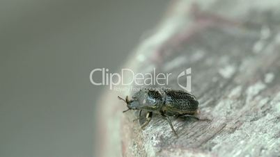 A shiny beetle off to fly 4K FS700 Odyssey 7Q