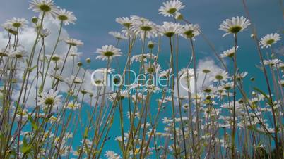 The tall stalks of the daisies 4K FS700 Odyssey 7Q
