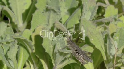 A green grasshopper in the leaf 4K FS700 Odyssey 7Q