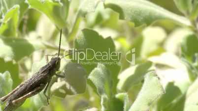 A grasshopper on the leaf 4K FS700 Odyssey 7Q