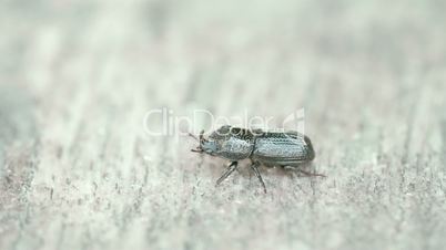 A beetle crawling so fast 4K FS700 Odyssey 7Q