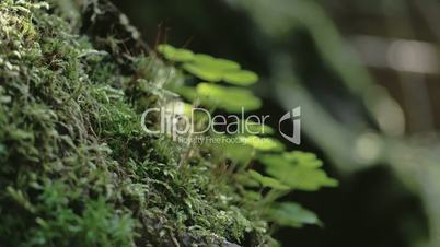 The mossy trunk with green grass 4K FS700 Odyssey 7Q