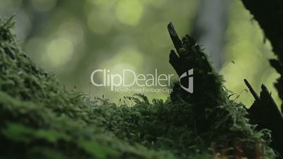 Green grass and moss on the trunk of a tree 4K FS700 Odyssey 7Q