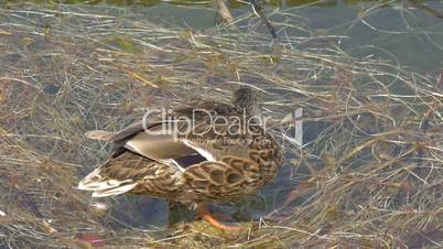 A wild duck or mallard swimming on the lake GH4 4K UHD