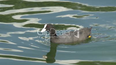 A black coot floating on the lake GH4 4K UHD