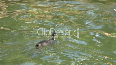 A Eurasian Coot floating and swimming on the lake GH4 4K UHD