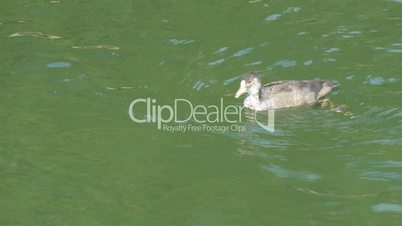 A Coot bird swimming on the lake paddling its feet GH4 4K UHD