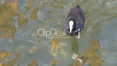 The baby black coot wiggling his head and swimming in the lake GH4 4K UHD