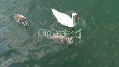 Three swan swimming on the lake GH4 4K UHD