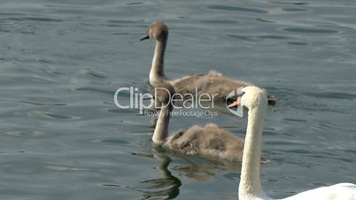 Thre long neck swan on the lake GH4 4K UHD