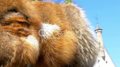 The brown fur of a viking in Estonia GH4 4K UHD