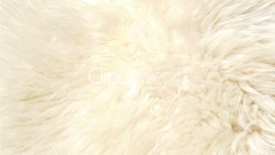 A lambskin or fur that is white in color GH4 4K UHD