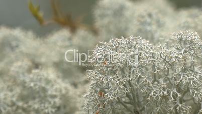 Lots of white cup lichen or Brodo on display GH4 4K UHD