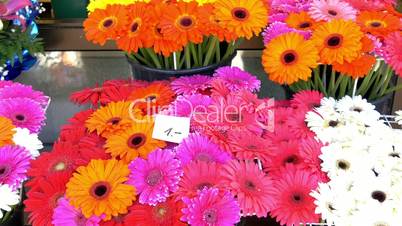 Colorful flowers being displayed on the flower shop GH4 4K UHD
