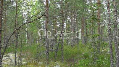 Trail of pine trees in the forest of Estonia GH4 4K UHD