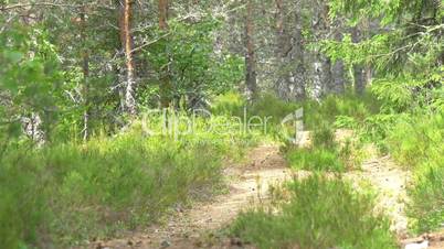 The path trail in between the tall pine trees GH4 4K UHD