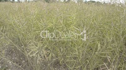 Greenish white rapeseed on the fields FS700 Odyssey 7Q 4K