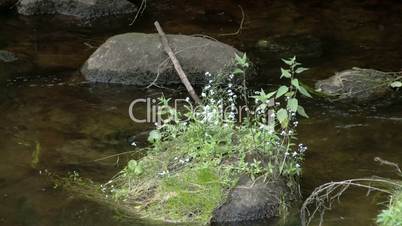 Plants growing on the rock in the middle of the stream FS700 Odyssey 7Q 4K