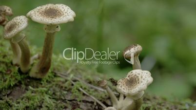 Close up of the five sprouting mushroom on the trunk FS700 Odyssey 7Q 4K
