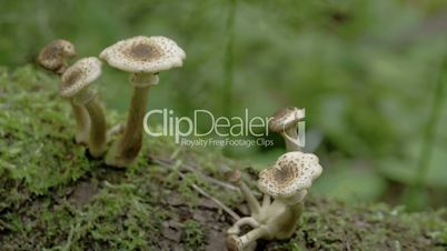 Sprouting white mushrooms on the mossy trunk in the forest FS700 Odyssey 7Q 4K