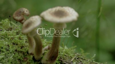Three white brown-warted mushrooms on the mossy trunk FS700 Odyssey 7Q 4K