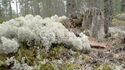 Lots of white cup lichens on the forest just like cottons FS700 Odyssey 7Q 4K
