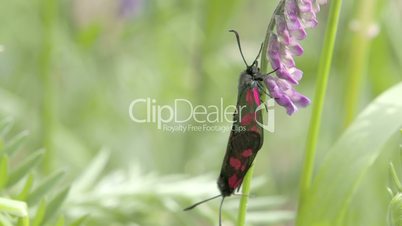 A red spotted black butterfly hanging on the orchid FS700 Odyssey 7Q 4K