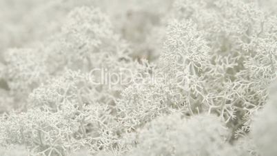 The snow flake like Cladonia stellaris on the ground FS700 Odyssey 7Q 4K
