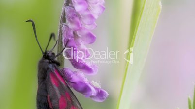 A black pink-red spotted butterfly hanging on the stem FS700 Odyssey 7Q 4K