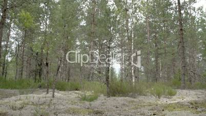 Tall pine trees surrounding lots of cup lichen on the ground FS700 Odyssey 7Q 4K