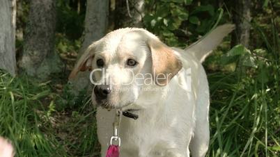 A white labrador retriever dog drinking some water  FS700 Odyssey 7Q 4K