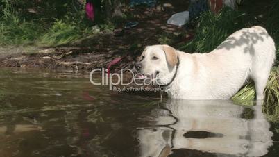 White labrador retriever dipping on the lake water with his master FS700 Odyssey 7Q 4K