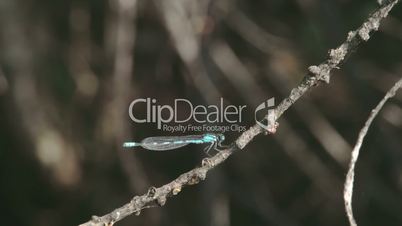 A dragonfly on the stem of a plant sticking on it FS700 Odyssey 7Q 4K