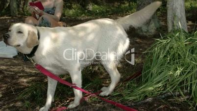 The cute Labrador retriever dog wiggling its body  FS700 Odyssey 7Q 4K