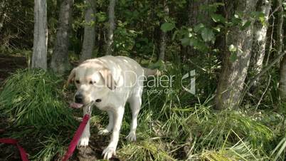 Labrador dog getting some water from his master on a slow motion FS700 Odyssey 7Q 4K