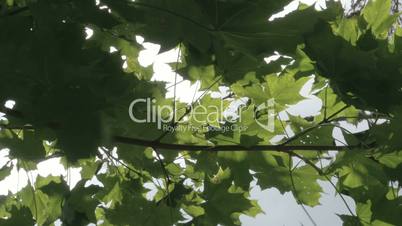 The branch of the maple tree with green leaves