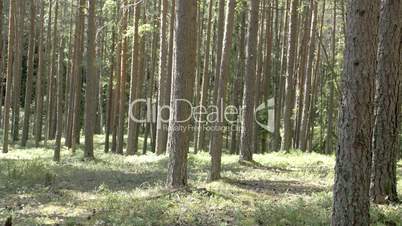 Trunks of the pine trees in the forest