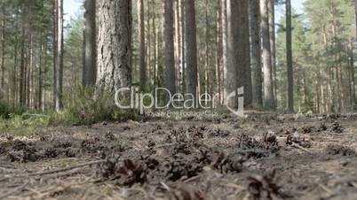 Pine cones scattered on the ground of the forest