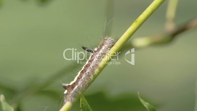 A hairy caterpillar on the stem