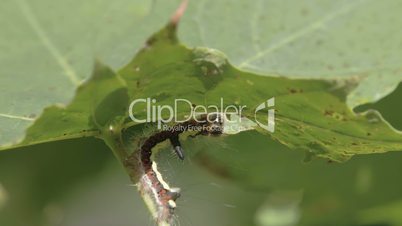 A hairy caterpillar is eating some leaf