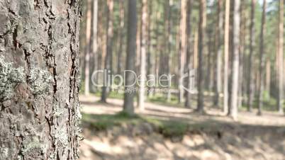 The beautiful trail of the pine trees in the forest